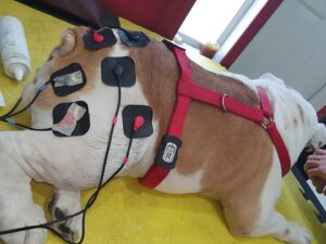 Diapositiva16