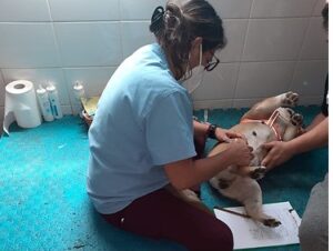 Diapositiva4